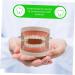 Solustre Removable Tooth Model - Educational Oral Cavity Toy for Kids | Preschool Teaching Model for Dental Awareness - Buy Online on GoSupps.com
