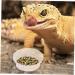 Yililay Gecko Food And Water Containers Reptile Feeder Bowls Gecko Transparent Feeder Bowls Reptile Feeding Plastic Dish Gecko Food Water Containers 100Pcs - Buy Online on GoSupps.com