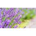 Nadis Herbal Lavender Soap 80g - Buy Online on GoSupps.com
