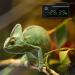 Mini Digital Thermometer Hygrometer for Terrariums | Accurate Temperature & Moisture Measurement with LCD Display - Buy Online on GoSupps.com