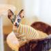Soft & Breathable Sphynx Cat Cotton Sweater - Cute Yellow Striped Pet Clothing - Round Collar Vest for Kittens - Buy Online on GoSupps.com