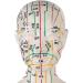 52CM Human Acupuncture Female Model Chinese Medicine Acupuncture Human Anatomy for Learning Meridians and Acupoints Arm Can Be Rotated - Buy Online on GoSupps.com