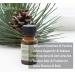2-Pack Pine Needles Essential Oil - 100% Pure Organic Natural Plant (Pinus acus) Pine Needles Oil for Diffuser Aroma Spa Massage Yoga Perfume Body - 2x10ML - Buy Online on GoSupps.com