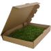 Premium Terrarium Substrate Moss for Reptiles | Natural Decoration Mats & Plates | Ideal for Terrariums - Buy Online on GoSupps.com