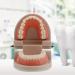 Ultechnovo 6-Sentence Dental Teaching Material | Oral Cavity Model & Brain Toys for Effective Teeth Brushing - Buy Online on GoSupps.com