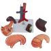Model of The Human Liver Model of The Liver and The Duodenum and The Pancreas Model of The Liver in Life Simulation Model of The Hepatobile Digestor Organ - Buy Online on GoSupps.com