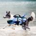 Wallpage Dog Wimming Vest - Adjustable Lifesaver Bathing Suit for Small to Large Dogs | M Blue Camouflage - Buy Online on GoSupps.com