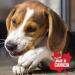 Bulk (1 kg / 2.2 lb) 100% Canadian Chicken Jerky Strips Dog Treats - Natural Ingredients (1kg / 2.2 LB) 100 g (Pack of 1) - Buy Online on GoSupps.com