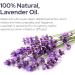 Plant of Life Essential Oil - 100% Pure and Natural - Therapeutic Grade Essential Oil with Dropper (Lavender 2 oz (60mL)) - Buy Online on GoSupps.com
