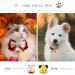 MATTISAM Cat Collar Bells - Pet Pendant for Collar Accessories - 4PCS Pumpkin & Animal Jingle Bell Set - Buy Online on GoSupps.com