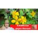 Buy Hypericum Witchweed Balm Cream - Wartweed & Celandine (Chelidonium Majus) 70ml | International Shipping - Buy Online on GoSupps.com