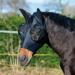 Busse fly mask Twin Fit Flexi in black WB Black