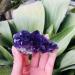 Home Decor Natural Dream Amethyst Quartz Crystal Cluster Specimen Gifts Natural Crystal Room Decoration FUZEGRDLI (Color : 90-100g Size : 1pc) 1pc 90-100g - Buy Online on GoSupps.com