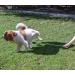 PawCheck P-Scoop Dog Urine Collector - Telescopic Urine Catcher | Extends to 29 - Buy Online on GoSupps.com