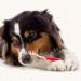 Beaphar Advanced Dual-Enzyme Liver-Flavoured Toothpaste | Dental Care for Dogs & Cats | 100g Tube - Buy Online on GoSupps.com