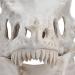 Scary Halloween Mask Latex Simulation Dinosaur Skull Mask Head Cover Halloween Skull Mask Scary Latex Full Head Realistic Masks for Halloween Costume Party Cosplay - Buy Online on GoSupps.com
