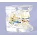 Bovdc Orthodontic Tooth Model for Malocclusion Study - Dental Education & Treatment Guide - Buy Online on GoSupps.com