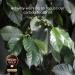 Nescaf Gold Blend Origins Alta Rica Instant Coffee 190g (Pack of 2) - Buy Online on GoSupps.com