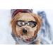 Small Dog Glasses for UV Protection & Eye Safety | Anti-Fog Windproof Pet Eyewear for Small Breeds - Buy Online on GoSupps.com