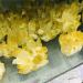 Home Decoration Yellow Phantom Quartz Crystal Cluster Specimen Stones Home Collections (Size : 700-800g) - Buy Online on GoSupps.com