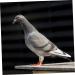 BESPORTBLE 300 Pcs Meat Pigeon Anklet Pet Tabs Pet Tag Chicken Leg Markers Opening Pigeon Ring Parrot Bird Feet 1.3X1.3CMx3pcs Assorted Colorx3pcs - Buy Online on GoSupps.com