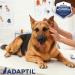 ADAPTIL Spray 20 mL Dog Calming Pheromone Spray by ADAPTIL for Dogs to Help Calm & Comfort During Travel or Stressful Events - The Original Dog Appeasing Pheromone Spray (ADAPTIL Spray C956 1-Pack) - Buy Online on GoSupps.com