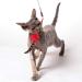 PurrSuit Feather Spinning Cat Toy LONG Safer Clip UK made 100cm Wand - Buy Online on GoSupps.com