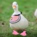 Huaxingda Gooses Flipper Breathable Lightweight Anti-slip Daily Booties | Foot Protection Non-slip Boots for Small Ducks Gooses Outdoor Duck Pink XL - Buy Online on GoSupps.com