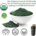 Buy Wellness Organic Chlorella Powder Cracked Cell Chlorella Green SUPERFOOD | Raw Green Supplement Rich in Protein & Vitamins | Broken Cell Wall Non-GMO Vegan Non-Irradiated 4 oz - Buy Online on GoSupps.com