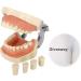 Samnuerly Dental Tooth Model with 28 Screws & Removable Silicone Gums | Ideal for Preparation & Demonstration - Buy Online on GoSupps.com