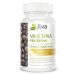 Jiva Botanicals - Mucuna Pruriens Capsules 1100 mg - Precursor to Dopamine Supplements - Velvet Beans containing L Dopa (L-Dopa) - Mucuna Pruriens Extract in Mucuna Pruriens Powder Form - 90 Capsules