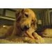 EcoKind Gold Yak Dog Chews | Grade A Healthy & Odorless Treats for Dogs - Buy Online on GoSupps.com