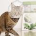 Clarful Breathable Cat Muzzle - Transparent Adjustable Anti-Bite Hood for Fur Care & Protection - Buy Online on GoSupps.com