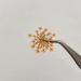100pcs Ammi Majus Natural Pressed Dried Flowers for Resin, Soap & Candle Making (Orange) - Buy Online on GoSupps.com