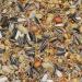 Paul's M hle Wild Bird Food - Year-Round 5 kg Pack for All Seasons - Premium Nutrition for Wild Birds - Buy Online on GoSupps.com
