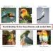 Kuso Reusable Washable Diapers for Parrots | Aviation Suit & Kimono Clothing for Birds | Best for Budgies Nymphensittich Kakadu & African Grey - Buy Online on GoSupps.com
