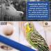 SunGrow Wooden Bird Perch 11.8 Inches Blue - Keeps Nails Trim, Beaks Smooth - Ideal for Cockatiels, Parakeets, Lovebirds, Finches - Buy Online on GoSupps.com