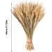 Golden Dried Wheat Sheaves - Dried Wheat Sheaves Bundle - Natural Wheat Stalks Bundle Bouquet Decor Golden Dried Natural Wheat for Vase Farmhouse DIY Home Wedding Valentine's Joberio - Buy Online on GoSupps.com