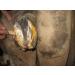 KERALIT Undercover Hoof Care Paste | Prevent Horn Decomposition | Premium Hoof Care for Horses - International Shipping Available - Buy Online on GoSupps.com