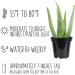 Live Aloe Vera Succulent Plant in 3.5 Inch Pot by Plants for Pets - Indoor House Plant - Buy Online on GoSupps.com