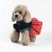 Barrageon Dogs Kneid Sweet Princess Rock Clothing - Summer Bowknot Outfit for Puppies & Cats | Blue Yellow Stripes | Medium Size (20 cm Back Length) - Buy Online on GoSupps.com