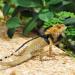 3PCS Adjustable Reptile Leather Harness Set with Cool Wings for Bearded Dragon & Small Pets - Buy Online on GoSupps.com