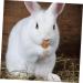 NOLITOY 12pcs Pet Rabbit Snacks Chinchilla Treats Teeth Grinding Sticks Pet Chewing Playthings Animal Petal - Buy Online on GoSupps.com