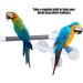 Bird Bathing Perch Stand for Parrot Training | PVC Platform with Suction Cup for Macaw, Cockatoo, African Greys, Budgies, Parakeet, Cockatiel, Conure, Lovebirds - Buy Online on GoSupps.com