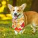 3Pcs Halloween Dog Bandanas Thanksgiving Pet Triangle Bibs Fall Pumpkin Maple Leaf Printed Dog Kerchief Adjustable Washable Scarfs Accessories for Small Medium Large Girl Boy Dogs Puppies Cats Pets - Buy Online on GoSupps.com
