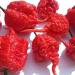 Carolina Reaper Chilli Mash 1kg (Highly Concentrated) - Buy Online on GoSupps.com
