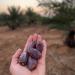 NABALI FAUMAST Medjool Dates - 100% Natural & Aromatic - Sweet Honey Caramel Flavor - 1kg Pack - Imported from Palestine - International Shipping Available - Buy Online on GoSupps.com