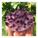Collection Natural Crystals Quartz Amethust Cluster Freeform Energy Reiki Stones Room Home Office Aquarium Decoration Accessories Gemstone (Size : 400-450g)