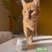 Reavet Gastric Mild Powder for Cats 50g - Natural Digestive Support Binds Gastric Juices & Acids Promotes Stomach Health - Buy Online on GoSupps.com