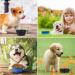 Vivifying 500ml Foldable Dog Bowl - Silicone Travel Bowl for Dogs & Cats (Black & Blue) - 2PCs Portable Feeding Solution - Buy Online on GoSupps.com